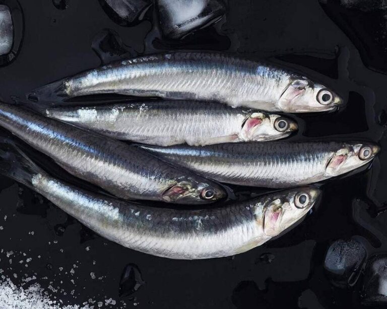 Diferencia entre anchoa y boquerón: ¿qué los hace únicos?
