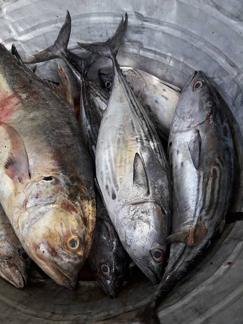 ¿La corvina es pescado blanco o azul? Descubre su clasificación y características