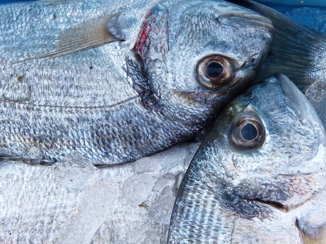 ¿La dorada es pescado azul o blanco? Descubre sus características y beneficios