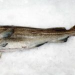Bacalao corte