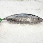 Bonito Mediterráneo (1,7kg aprox)