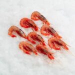 Gamba Roja Mediana