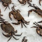Nécora (0,1kg aprox)