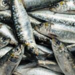Sardina