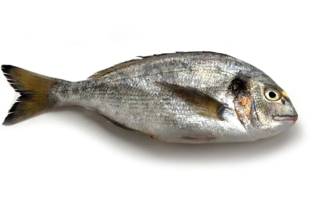 ¿El besugo es un pescado blanco o azul? Descubre todas sus características