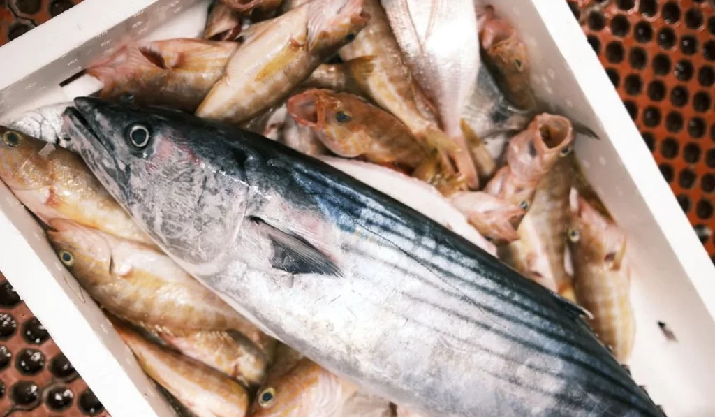 Pescados de temporada mes a mes: guía para elegir el mejor producto fresco