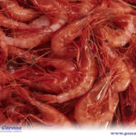 Gamba mediana