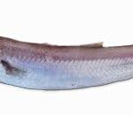 Bacalailla