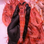 Gamba gorda