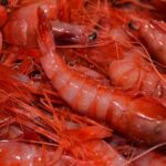 Gamba Roja Mediana