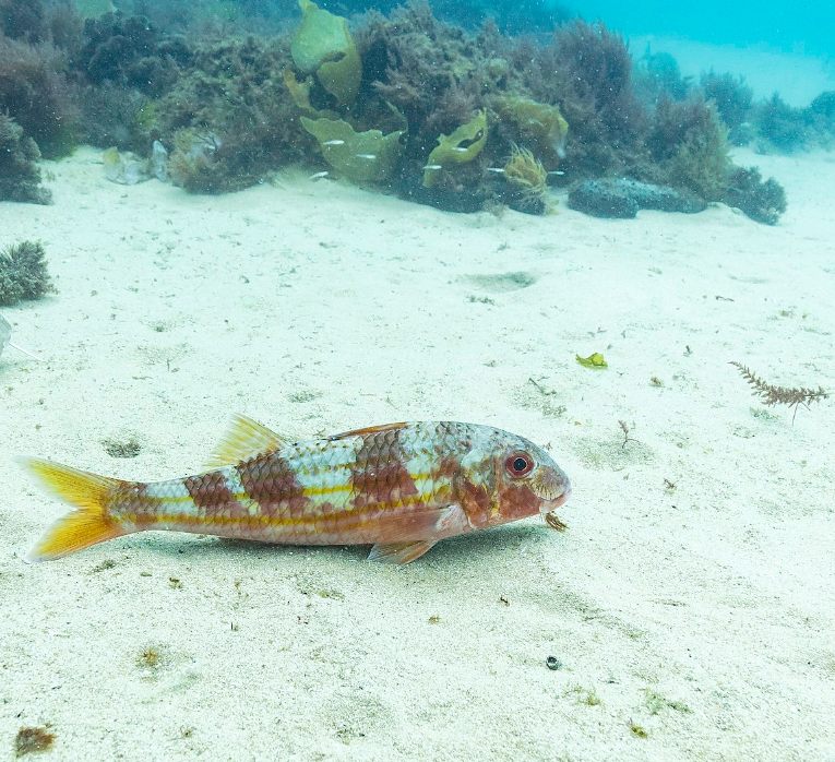 Los peces del Mediterráneo comestibles más valorados y cómo reconocerlos