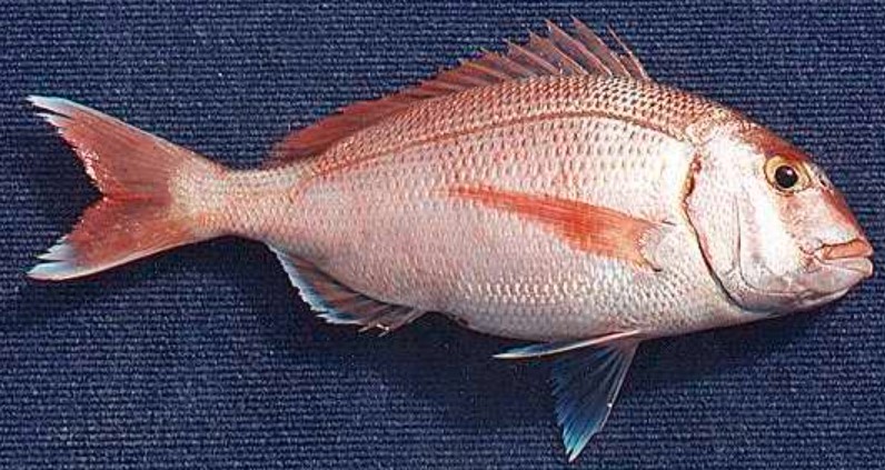 ¿El pargo es pescado azul o blanco? Descubre su clasificación, beneficios y cómo identificarlo