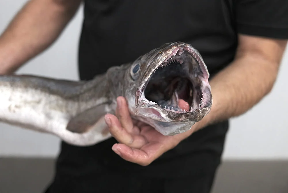 Merluza rellena de gambas y gulas al horno con mayonesa: receta sabrosa y sencilla